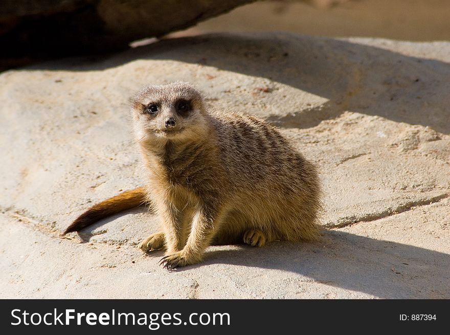 A Meerkat sitting on a rock. A Meerkat sitting on a rock.