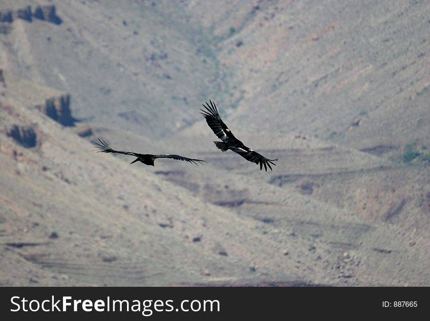 Two condors flying over Grand Canyon. Canon 20D. Two condors flying over Grand Canyon. Canon 20D