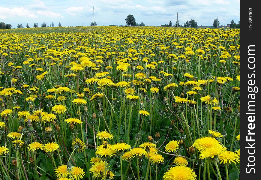 Yeallow field of dandelions