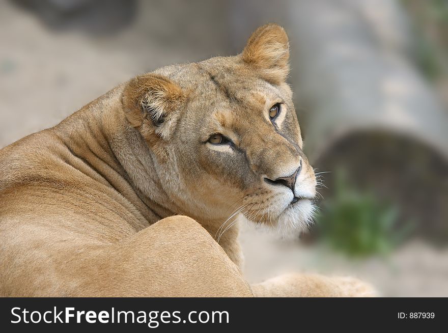 Lion turned around and looked directly at the camera. Lion turned around and looked directly at the camera