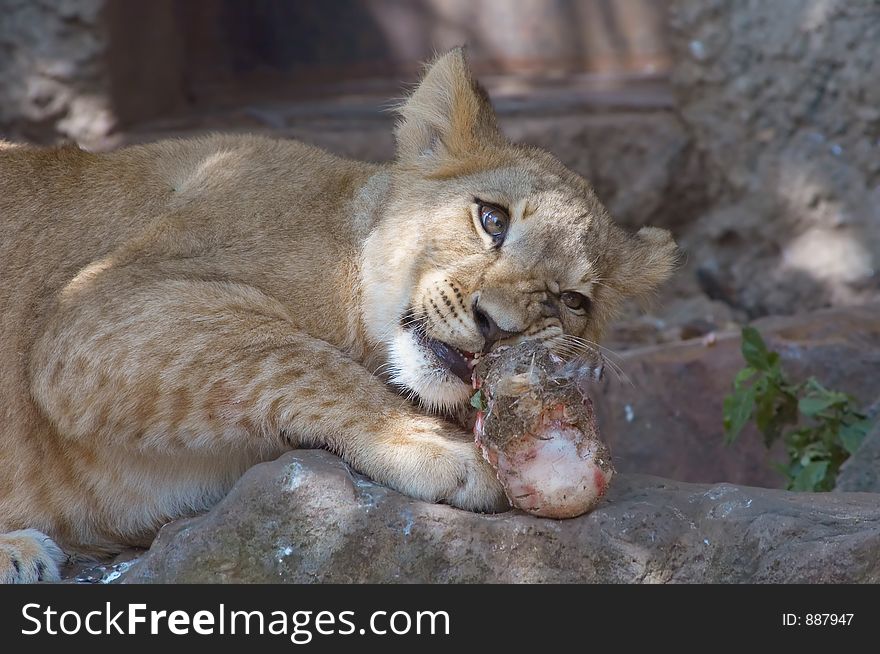 Lion cup eating a big bone