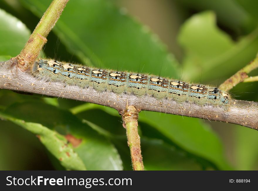 Macro Photo of a Caterpillar