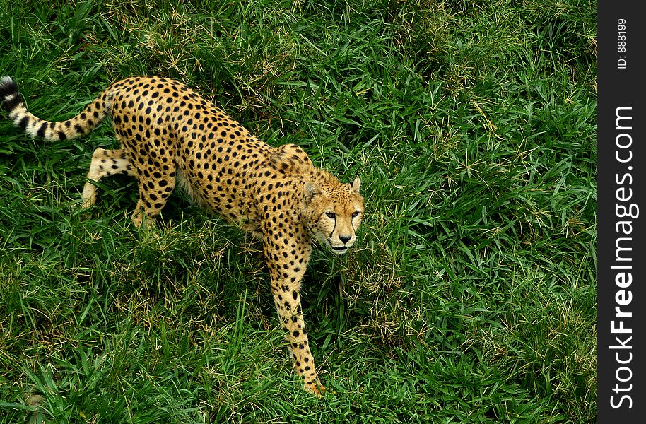 Leopard in green grass at Indonesia Safari Garden