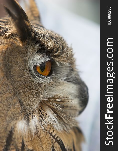 Profile closup of eagle owl