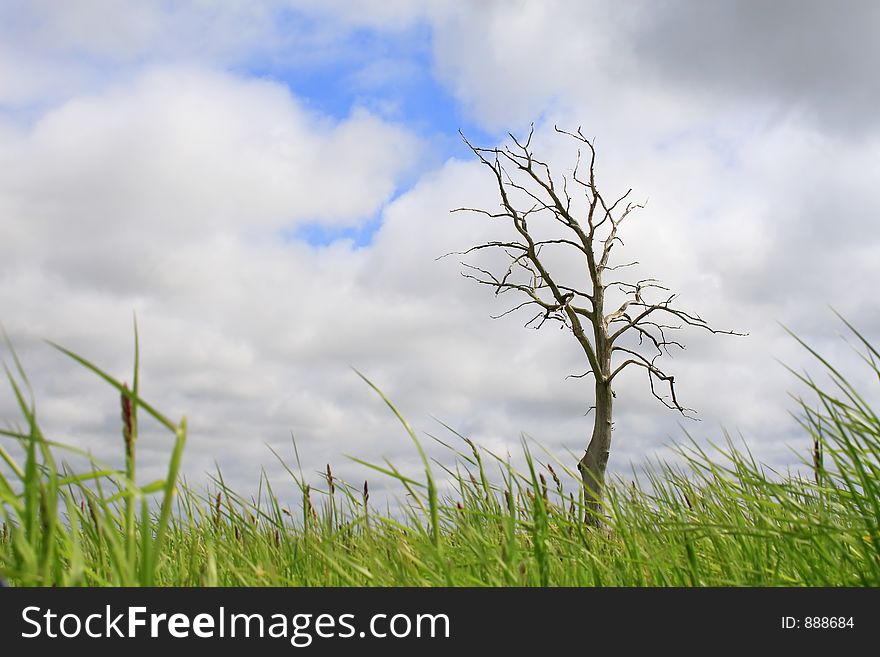 Lonely dry tree, cloudy sky, grass at bottom