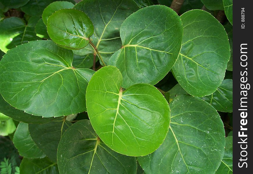 Cupped Leaves