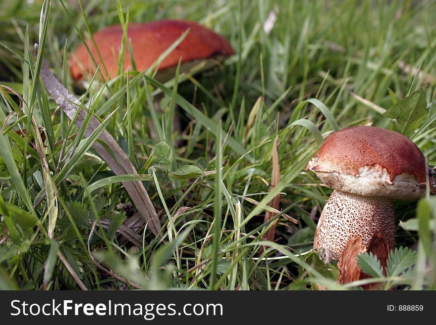 Mushrooms in the grass. Mushrooms in the grass.