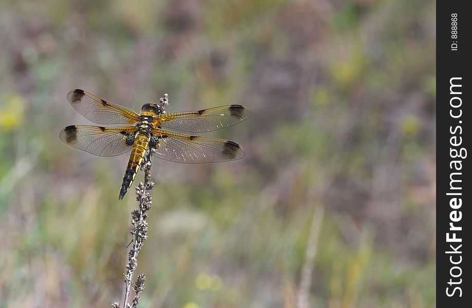 Golden dragonfly resting on the dry blade