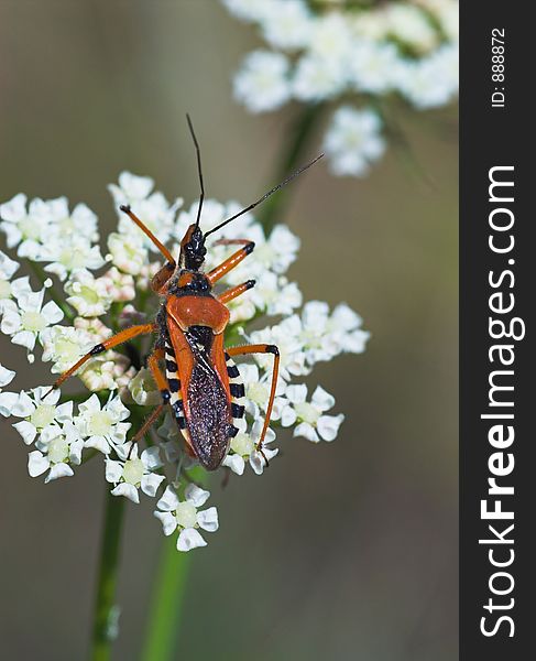 Close-up Of Orange Assassin Bug On White Flower