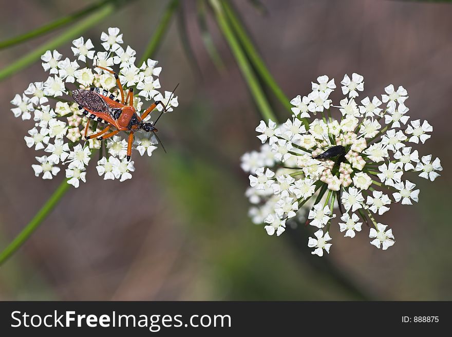 Assassin bug -  dangerous neighbour