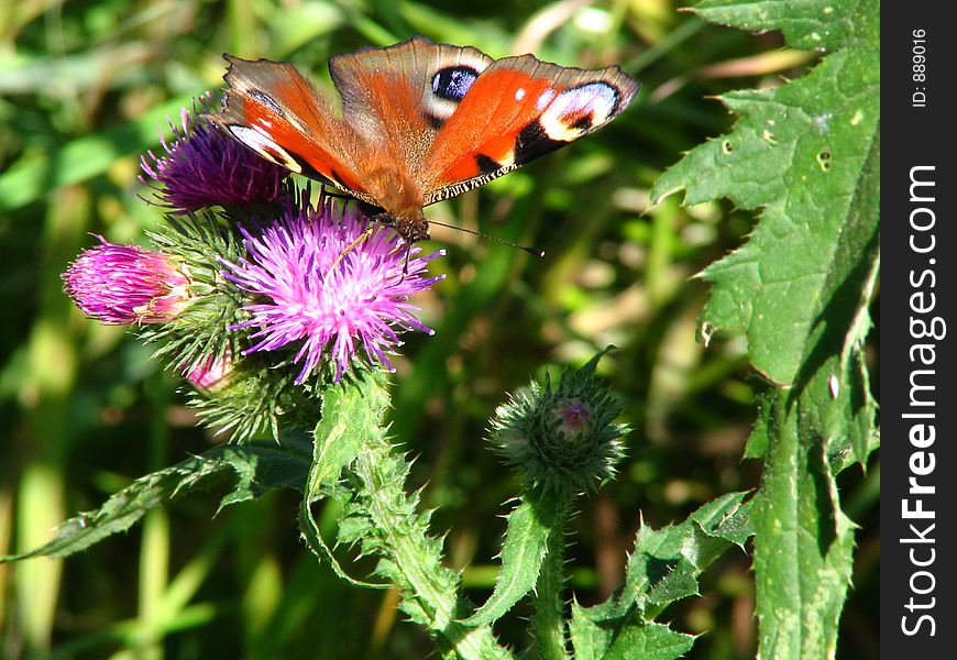 The butterfly sitting on prickly flower