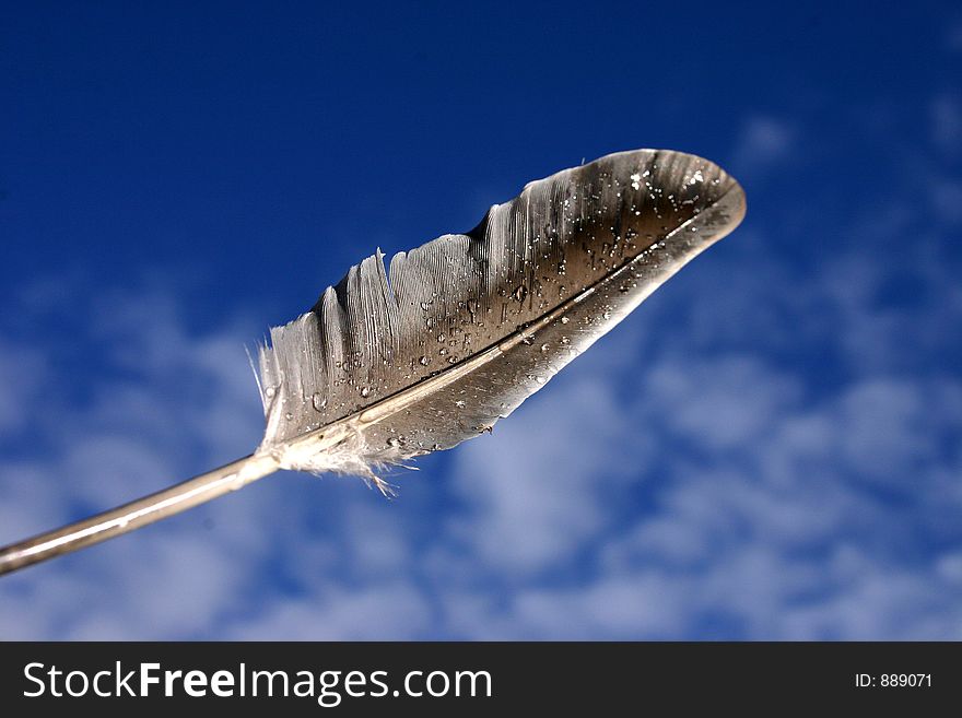 Bird feather with water droplets