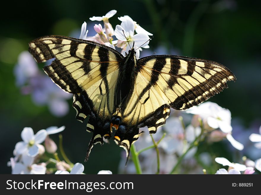 Monarch Butterfly on white flowers