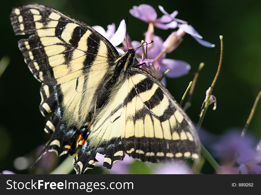 Monarch Butterfly on Purple Flowers