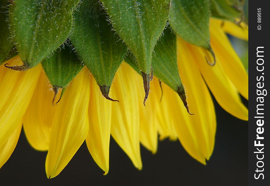 Macro Study of a sunflower. Macro Study of a sunflower