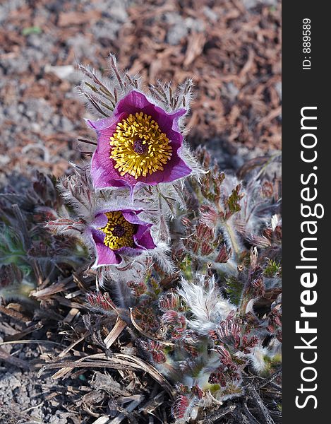 Violet Pulsatilla