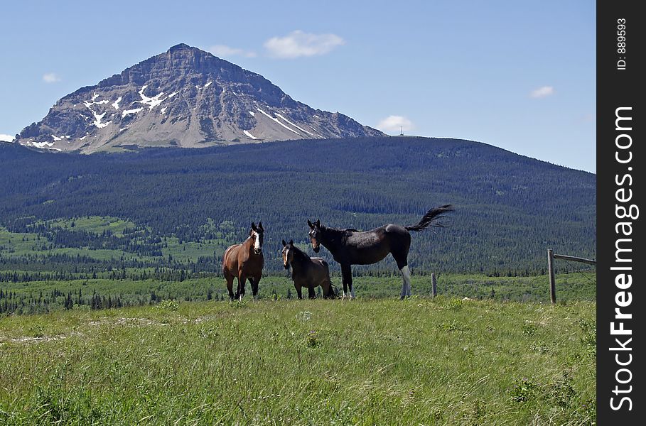 This picture of the three horses was taken during a strong wind and near Browning, MT. This picture of the three horses was taken during a strong wind and near Browning, MT.