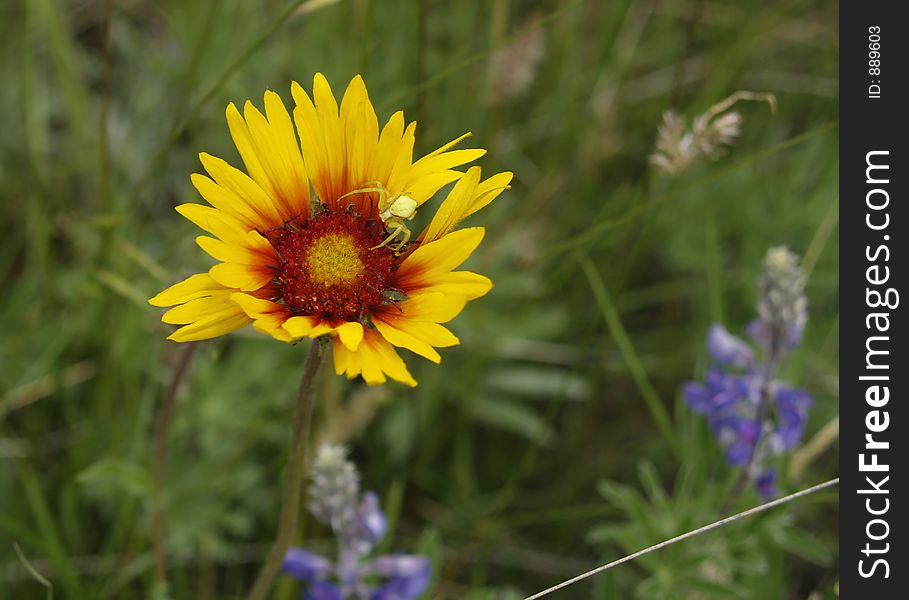 This picture of the blanket flower with the camouflaged spider was taken in the Lone Pine State Park of western MT. This picture of the blanket flower with the camouflaged spider was taken in the Lone Pine State Park of western MT.