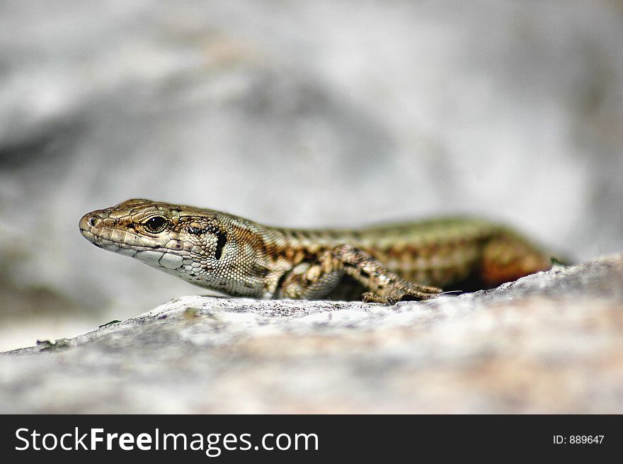 Gecko on top of a rock