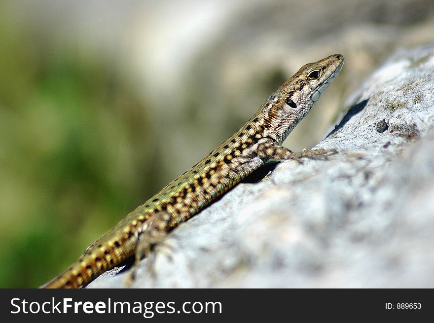 Gecko on top of a rock