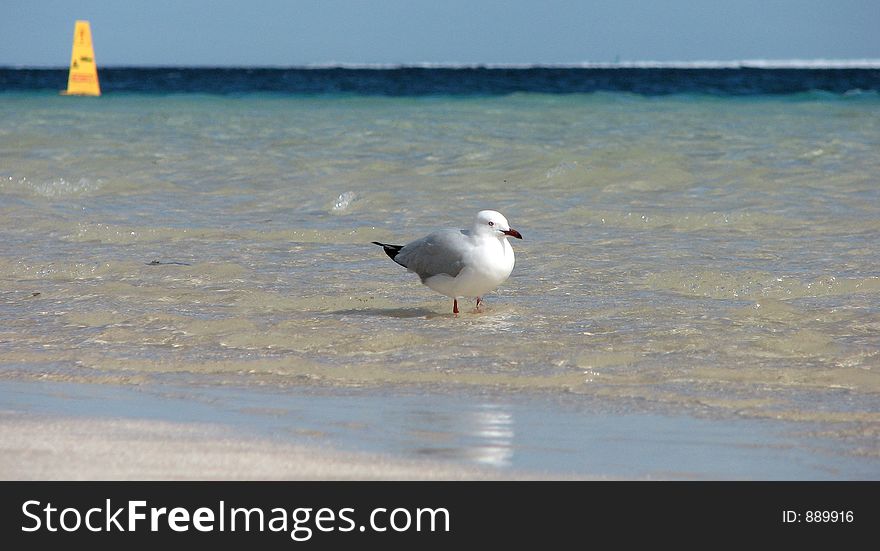 Lonely gull relaxing at beach. Lonely gull relaxing at beach