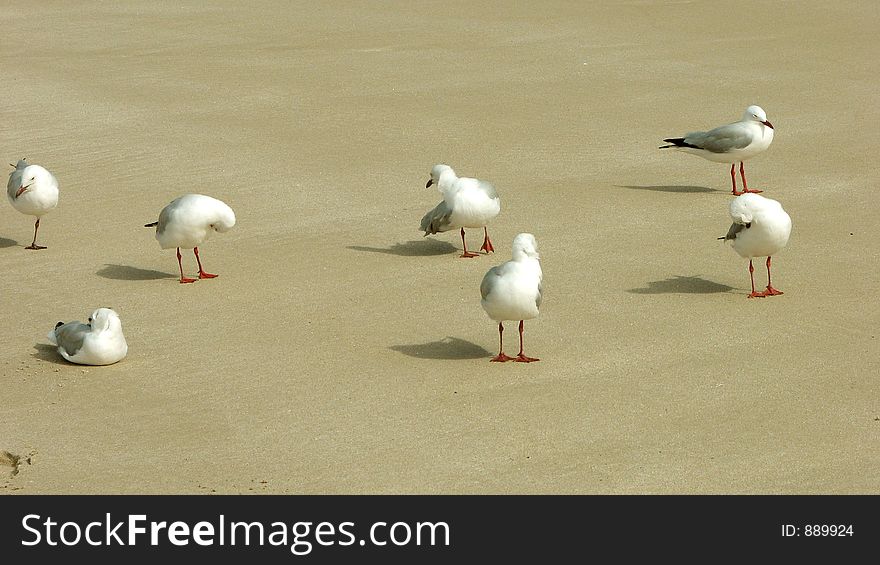 Gull & Friends. Gull & Friends