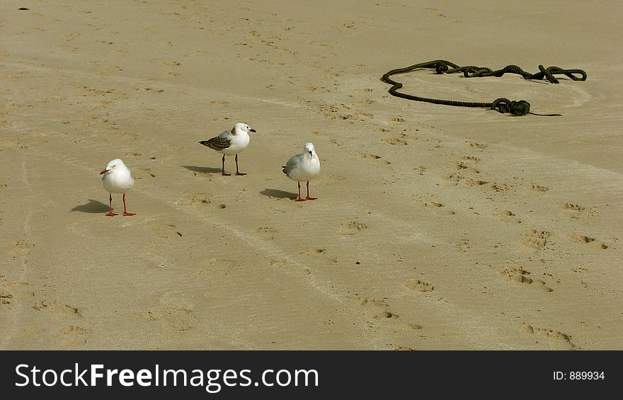 Three gulls standing at beach. Three gulls standing at beach