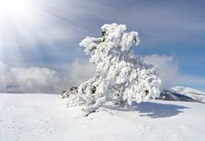 Winter Tree Stock Images Winter Tree Stock Images