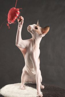 Young Sphinx Cat Royalty Free Stock Photos