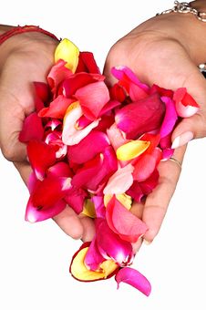 Rose Petals Stock Images Rose Petals Stock Images