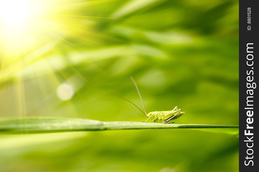 Grasshopper on grass background on sunny day