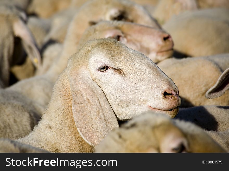 Featured clippings of a sheep in the midst of the flock