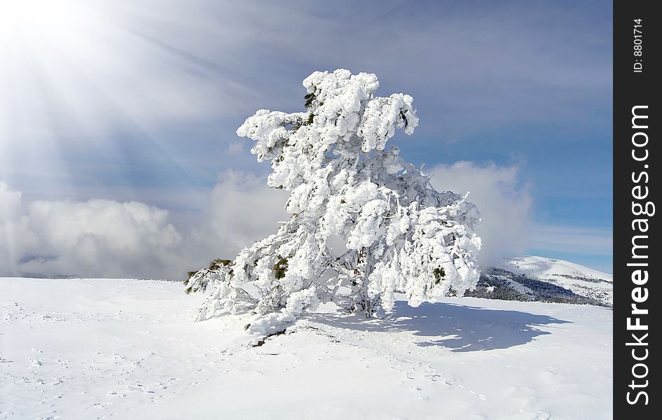 Winter tree in the mountains on sunny day