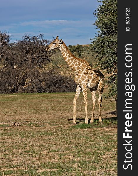 Giraffe standing in dry riverbed; Giraffa Camelopardis