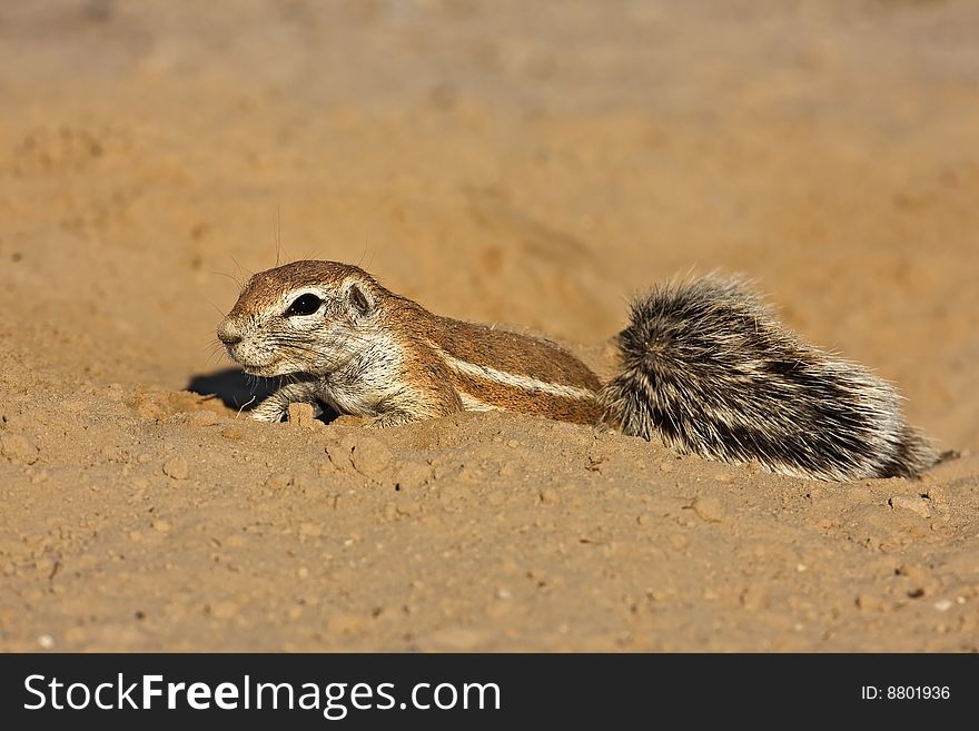 Ground squirrel in the kalahari desert; xerus inaurus