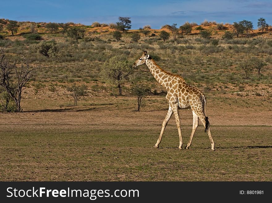 Giraffe walking in dry riverbed; Giraffa Camelopardis; Kalahari desert
