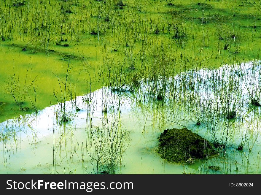 C Green Swamp