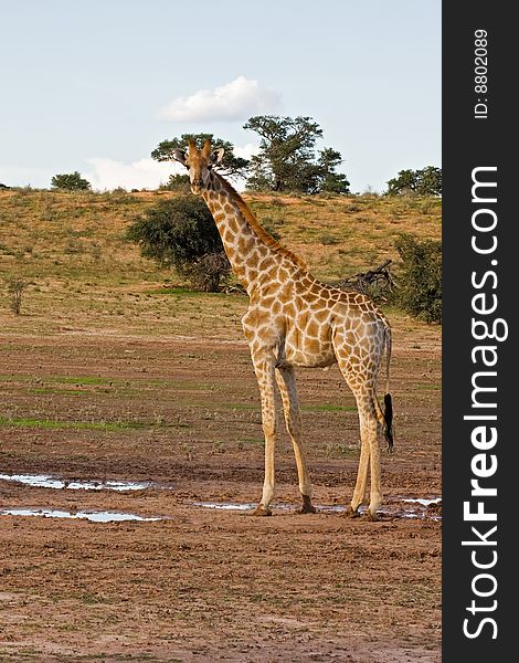 Giraffe standing in dry riverbed; Giraffa Camelopardis; kalahari desert