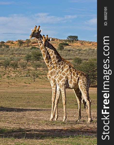 Two Giraffe's standing in dry riverbed; Giraffa Camelopardis; kalahari desert