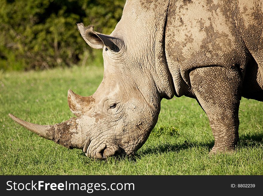 White rhinoceros, Ceratotherium simum, South Africa