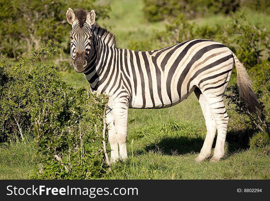 Burchell zebra standing in bush, South Africa