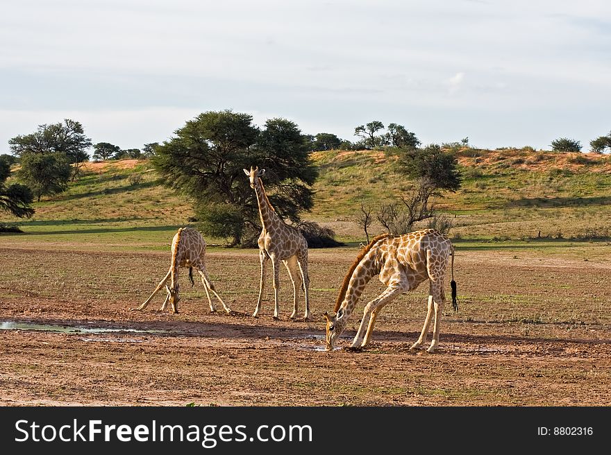 Three Giraffes at waterhole; Giraffa Camelopardis; kalaharii desert
