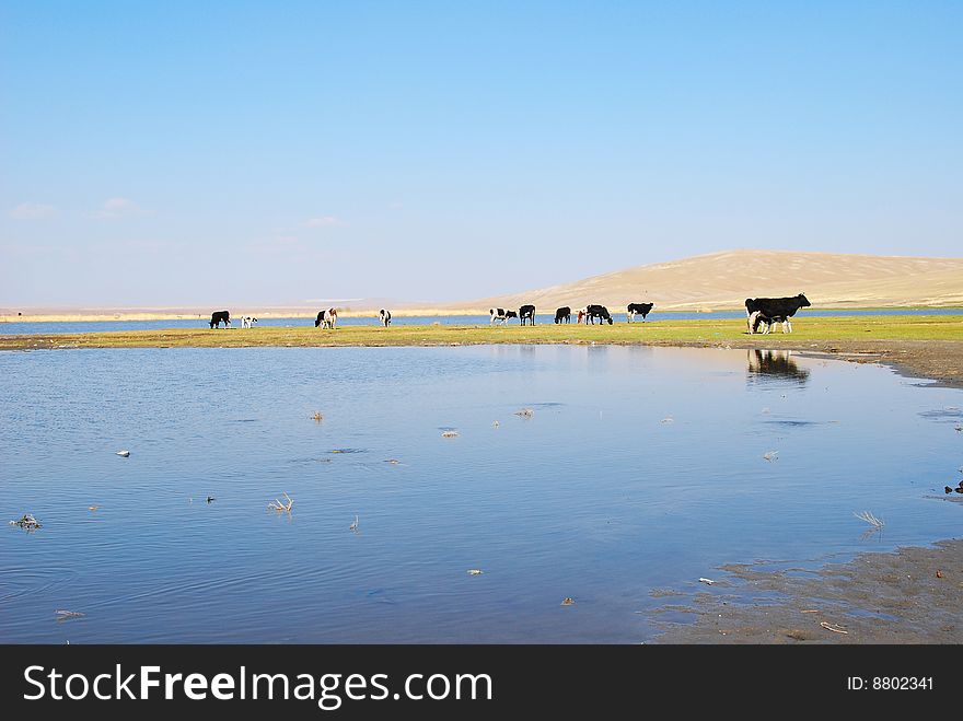 Cows and blue lake and blue sky,grassland. Cows and blue lake and blue sky,grassland