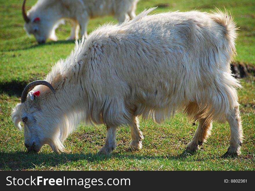 A goat with red flower on grassland. A goat with red flower on grassland