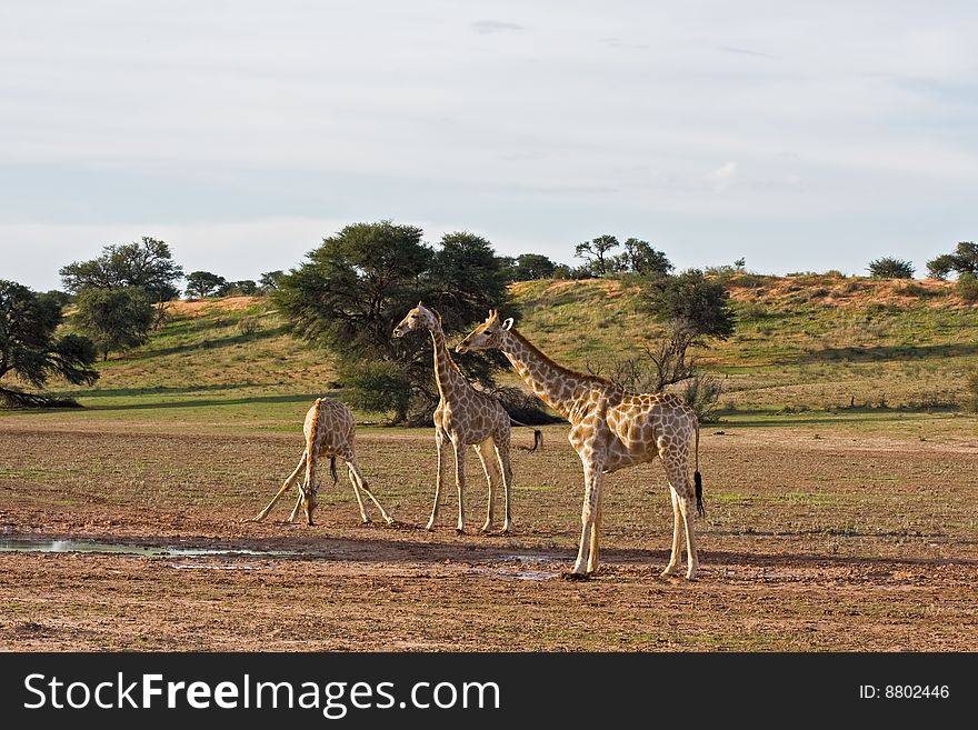 Three Giraffes at waterhole; Giraffa Camelopardis; kalahari desert