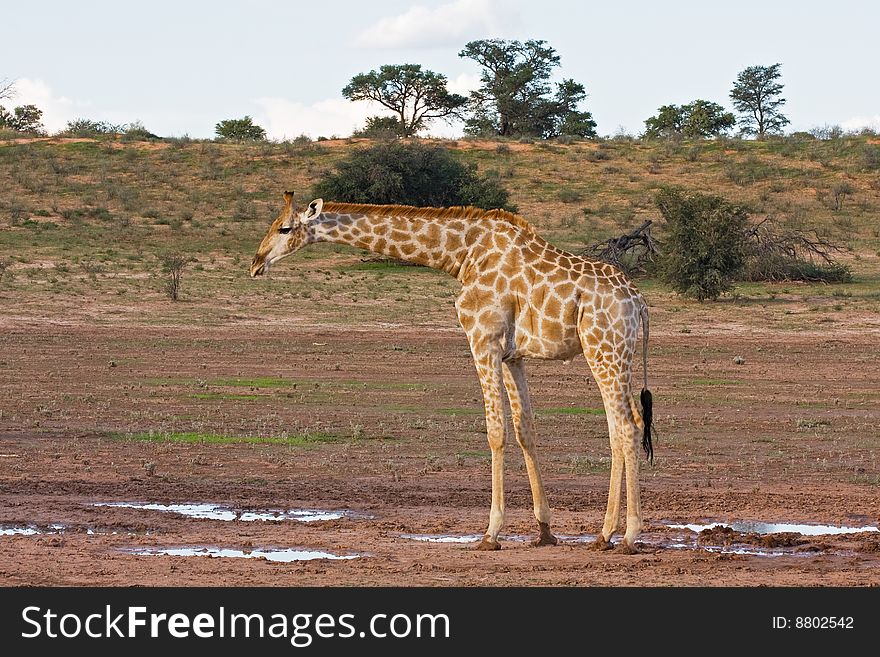 Giraffe standing in dry riverbed; Giraffa Camelopardis; kalahari desert