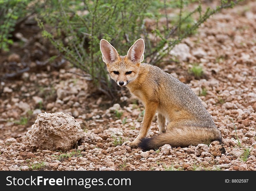 Cape fox sitting on a rocky hill; Vulpes chama