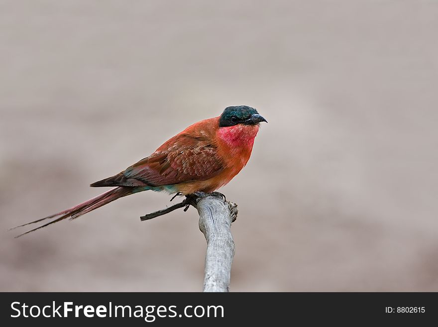 Carmine bee-eater perched on dead branch; merops nubicoides