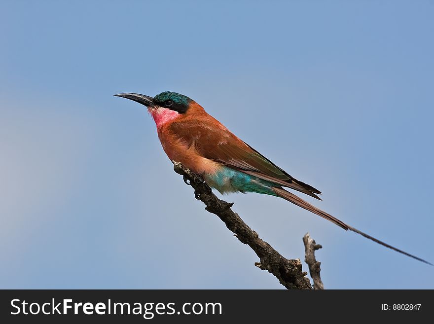 Carmine bee-eater perched on a dead branch; merops nubicoides