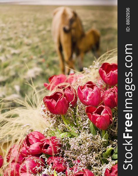 Many red tulips with two horses on background